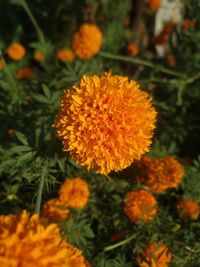 Close-up of orange marigold flower