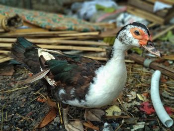 Close-up of duck on field