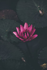 Close-up of pink water lily in lake