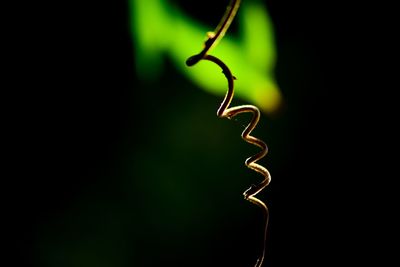 Close-up of spiral wire against black background