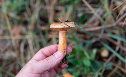 Close-up of hand holding mushroom