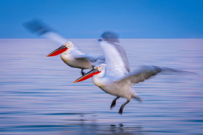 Bird in lake