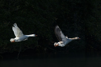 Seagulls flying over lake