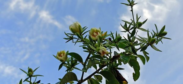 Low angle view of flowering plant against sky