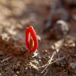 High angle view of strawberry on field