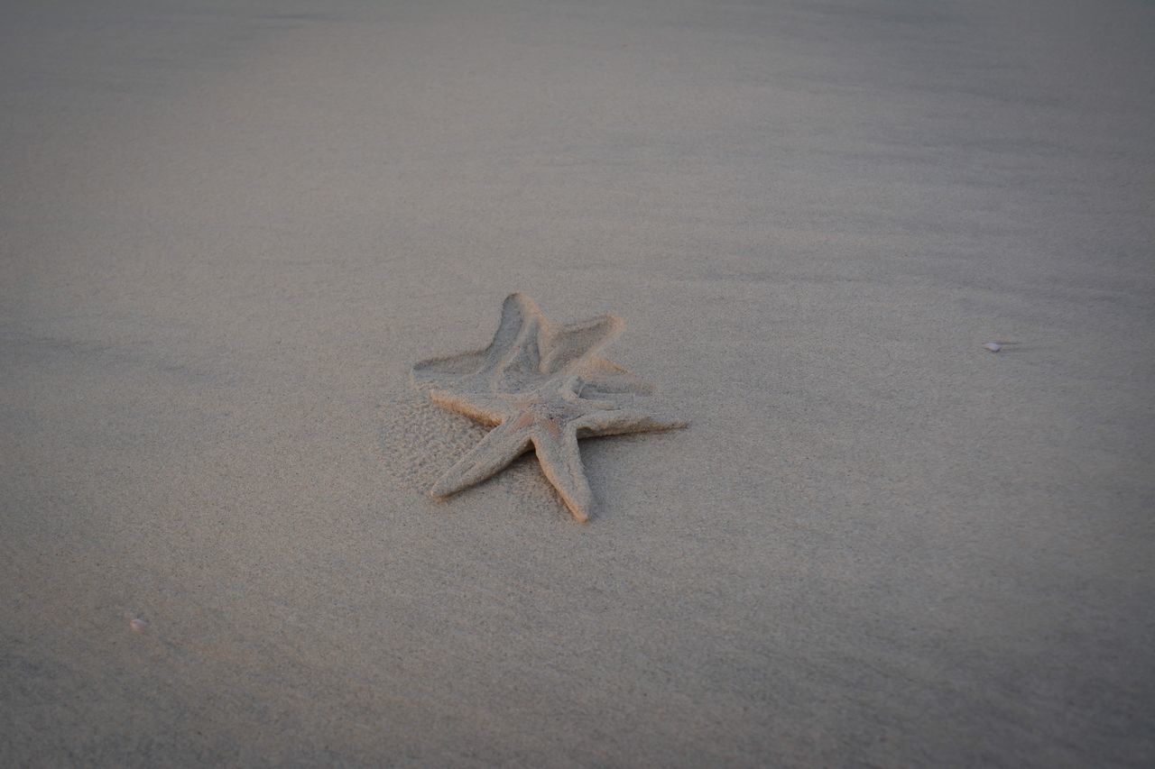 starfish, star shape, shape, beach, high angle view, animal themes, one animal, no people, animal, sand, animal wildlife, land, animals in the wild, sea, marine, sea life, nature, water, outdoors