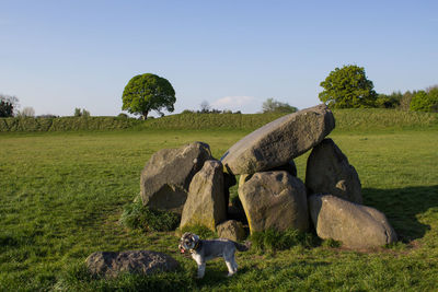 Dog by rocks on grass at giant ring against sky