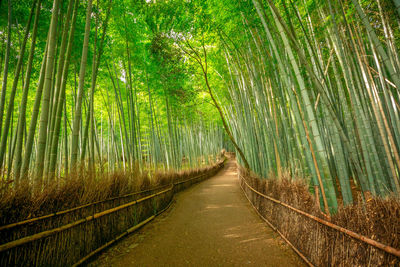 View of bamboo through trees in forest