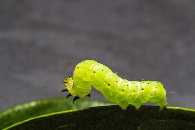 Close-up of insect on leaf