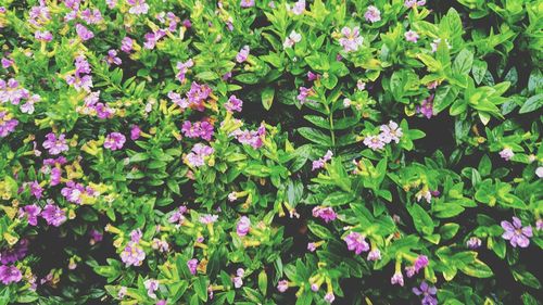 High angle view of pink flowering plants