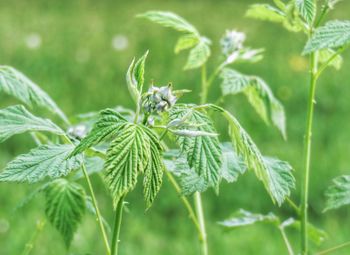 Close-up of fresh green leaves