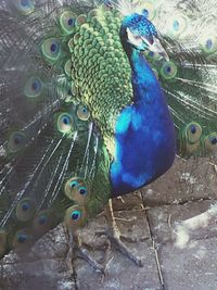 Close up of peacock