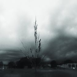 Close-up of wet plants on field against sky