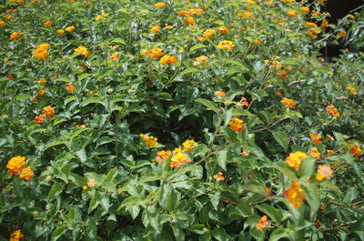 Full frame shot of yellow flowers