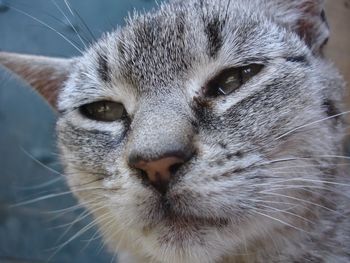 Close-up portrait of cat