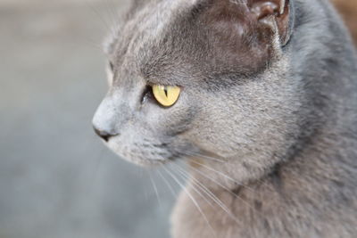 Close-up of a cat looking away