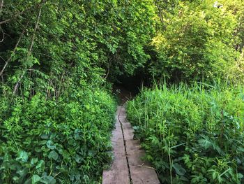 Walkway amidst plants in forest