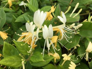 Close-up of flowers blooming outdoors