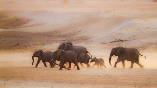 Elephants walking on land