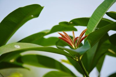 Close-up of green plant