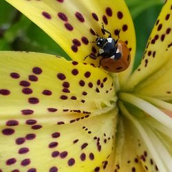 Close-up of insect on yellow flower