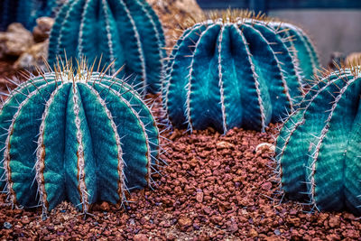 Close-up of succulent plant on field