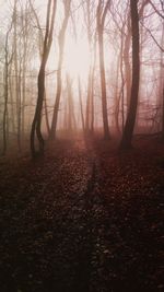 Sun shining through trees in forest