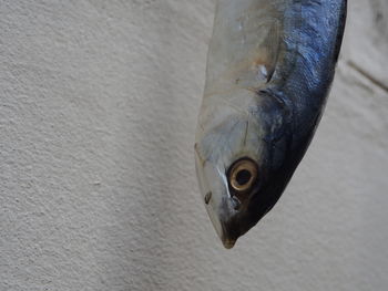 Close-up of fish on wall