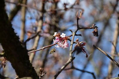 Low angle view of white flowers on branch