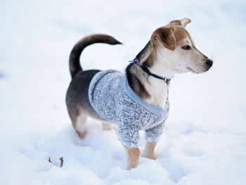 Dog looking away on snow field