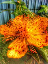 Close-up of orange flower