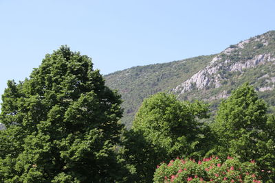 Low angle view of flowering plants against clear sky