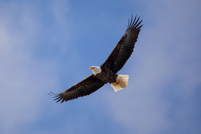 Eagle soaring sky high wings spread