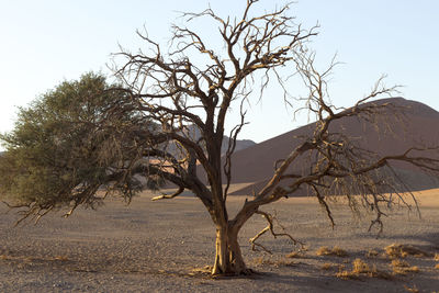 Bare tree on landscape against sky