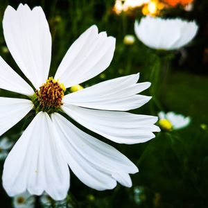 Close-up of white daisy