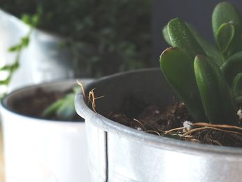 Close-up of potted plant