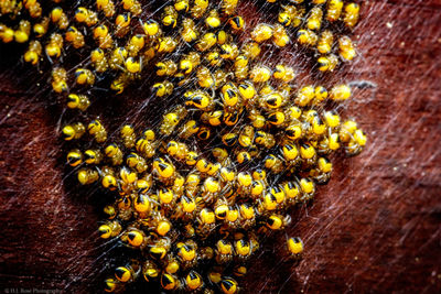 Close-up of bee on yellow flower