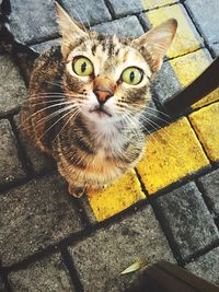 High angle portrait of cat on sidewalk