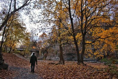 Rear view of man walking by trees during autumn