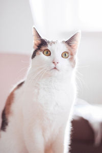 Close-up portrait of cat at home