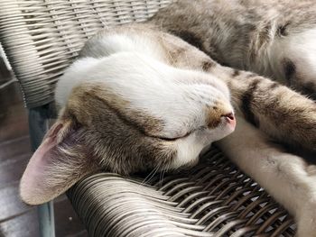 Close-up of cat sleeping