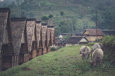 Horses in a house