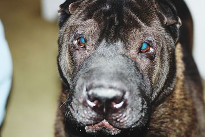 Close-up portrait of a dog