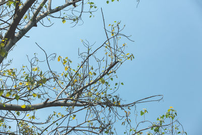 Low angle view of tree against clear sky