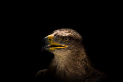 Close-up of eagle against black background