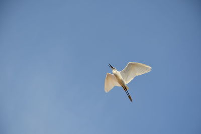 Low angle view of bird flying against clear sky