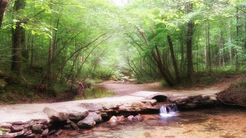 Trees in forest