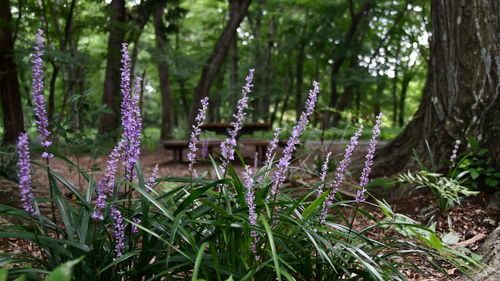 Purple flowering plants by trees in forest