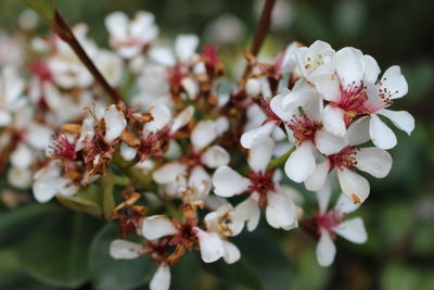 Close-up of cherry blossoms