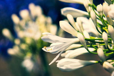 Close-up of white flowering plant